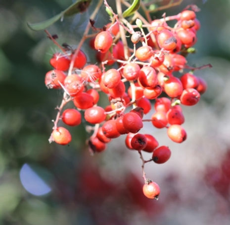 Thumbnail: Toyon California Holly - Heteromeles arbutifolia
