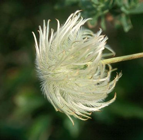 Thumbnail: Chaparral clematis - Clematis lasiantha