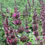 Thumbnail: Hummingbird Sage - Salvia spathacea