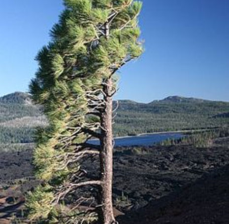 Thumbnail: Jeffrey Pine - Pinus jeffreyi