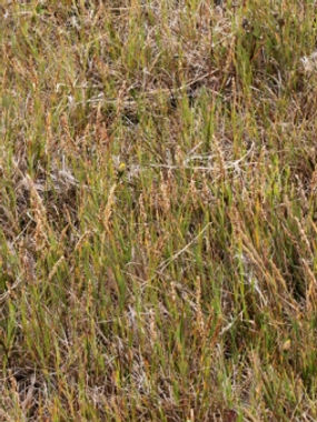 Thumbnail: Bentgrass - Agrostis pallens