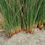 Thumbnail: Common Rush, Spreading Rush  - Juncus patens