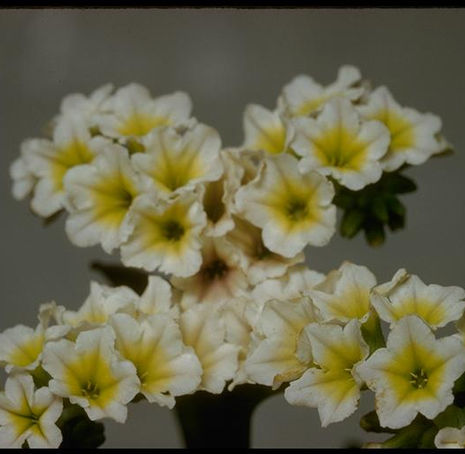 Thumbnail: Salt Heliotrope - Heliotropium curassavicum