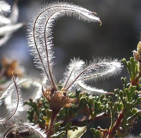 Thumbnail: Apache Plume - Fallugia paradoxa