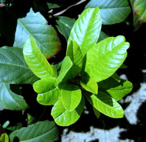 Thumbnail: Coffeeberry - Rhamnus californica