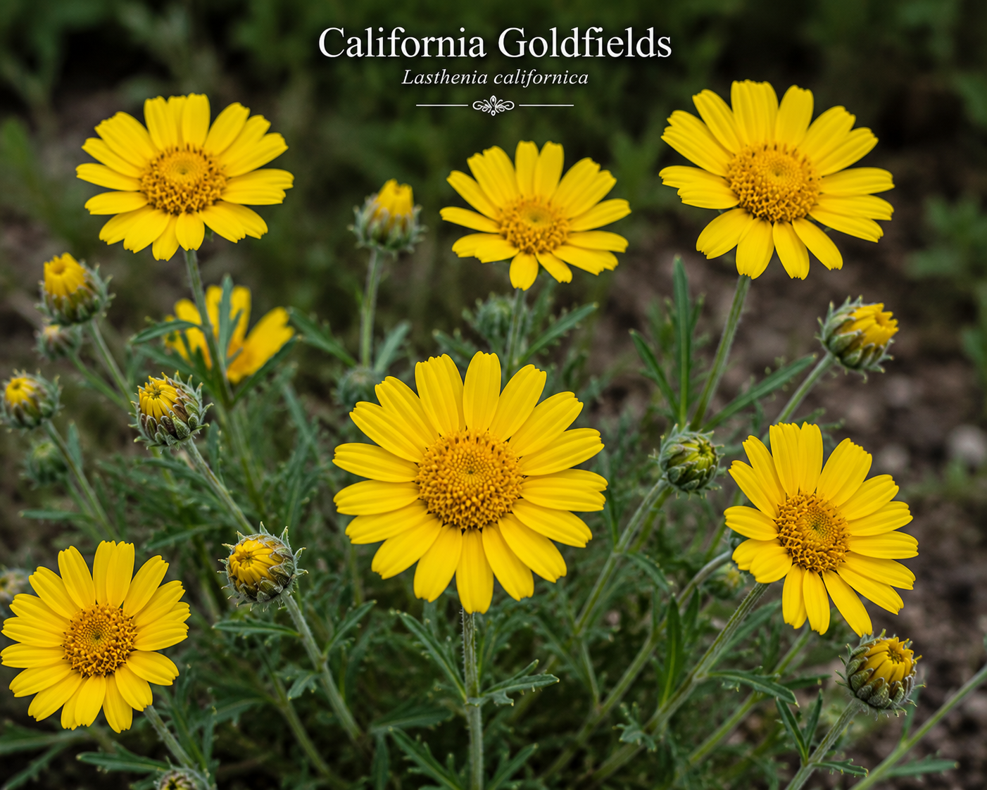 California Goldfields Seeds (Lasthenia californica)
