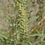 Thumbnail: Western Ragweed - Ambrosia psilostachya