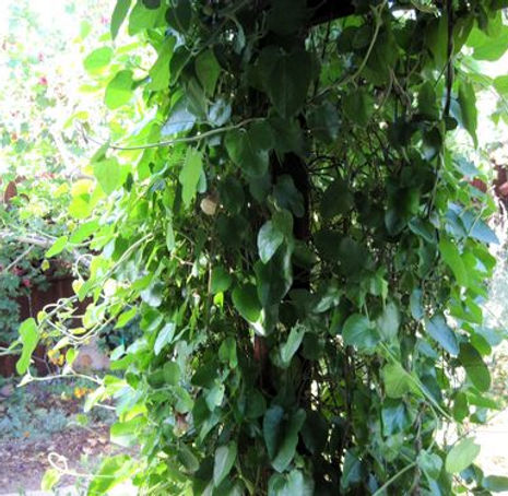 Thumbnail: California Pipevine - Aristolochia californica