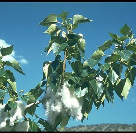 Thumbnail: Black Cottonwood - Populus trichocarpa