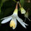 Thumbnail: Snowdrop Bush - Styrax officinalis var. redivivus