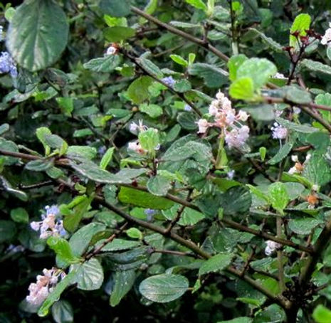 Thumbnail: Hairy Ceanothus - Ceanothus oliganthus