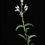 Thumbnail: Grinnell's Penstemon - Penstemon grinnellii