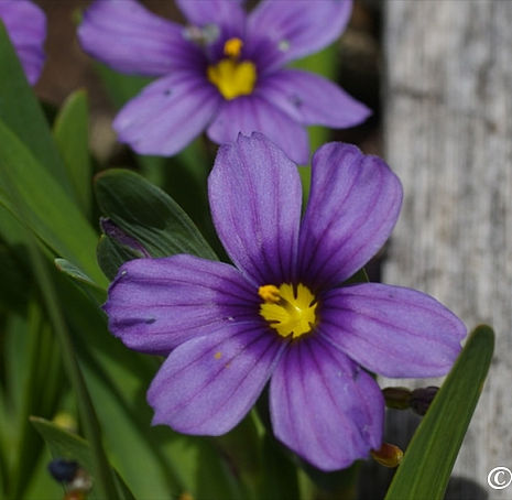 Thumbnail: Rocky Point Blue-Eyed Grass - Sisyrinchium bellum 'Rocky Point'