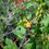 Thumbnail: Golden Current - Ribes aureum