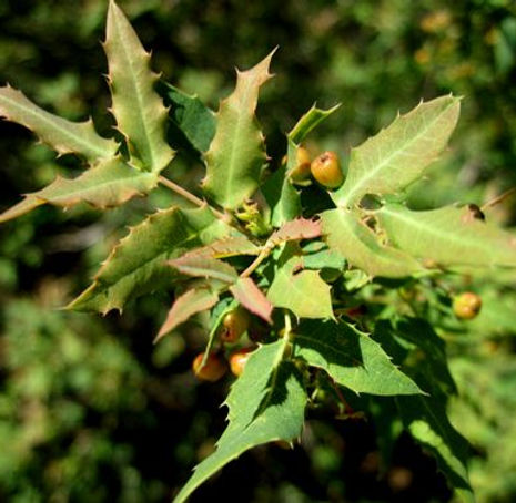 Thumbnail: Nevin's Barberry - Mahonia nevinii