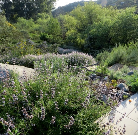 Thumbnail: Black Sage - Salvia mellifera