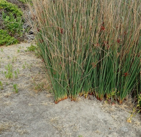 Thumbnail: Common Rush, Spreading Rush  - Juncus patens