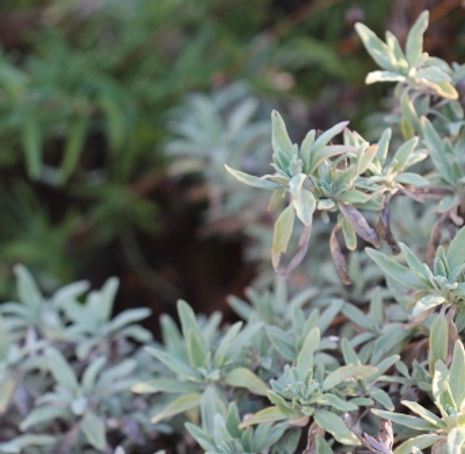 Thumbnail: Bee's Bliss Sage - Salvia 'Bee's Bliss'