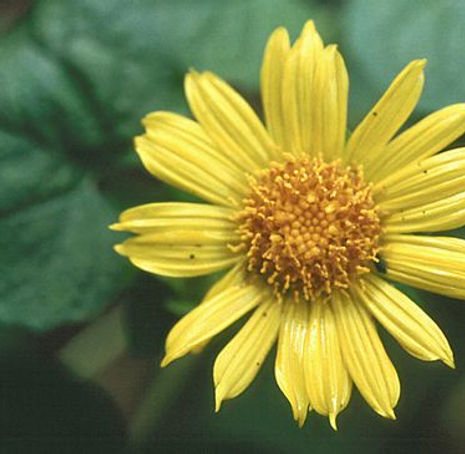 Thumbnail: Canyon Sunflower - Venegasia carpesioides