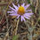 Thumbnail: California Sandaster - Corethrogyne filaginifolia var. filaginifolia