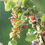 Thumbnail: White flowering Currant - Ribes indecorum
