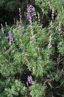 Longleaf Bush Lupine - Lupinus longifolius