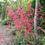 Thumbnail: Santa Ana Cardinal Coral Bells - Heuchera 'Santa Ana Cardinal'
