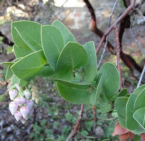 Thumbnail: Refugio Manzanita - Arctostaphylos refugioensis