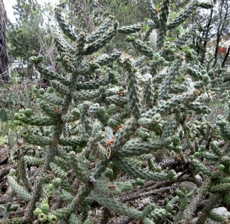 Thumbnail: Coastal Cholla - Cylindropuntia prolifera