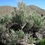 Thumbnail: Great Basin Sage Brush - Artemisia tridentata