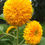 Miniature : Tournesol Ours en Peluche