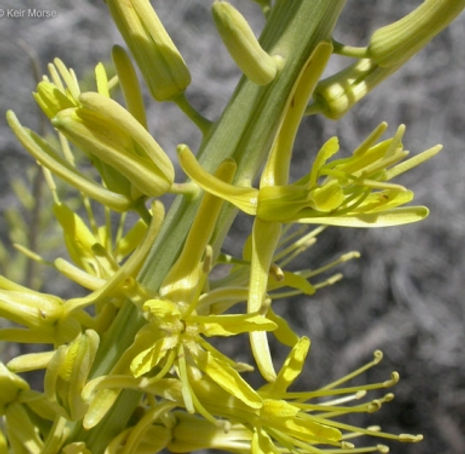 Thumbnail: Prince's plume - Stanleya pinnata var pinnata