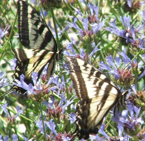 Thumbnail: Alpine Sage - Salvia clevelandii 'Alpine'