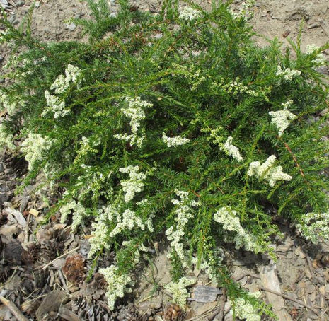 Thumbnail: Prostrate Chamise - Adenostema fasciculatum 'San Nicolas'