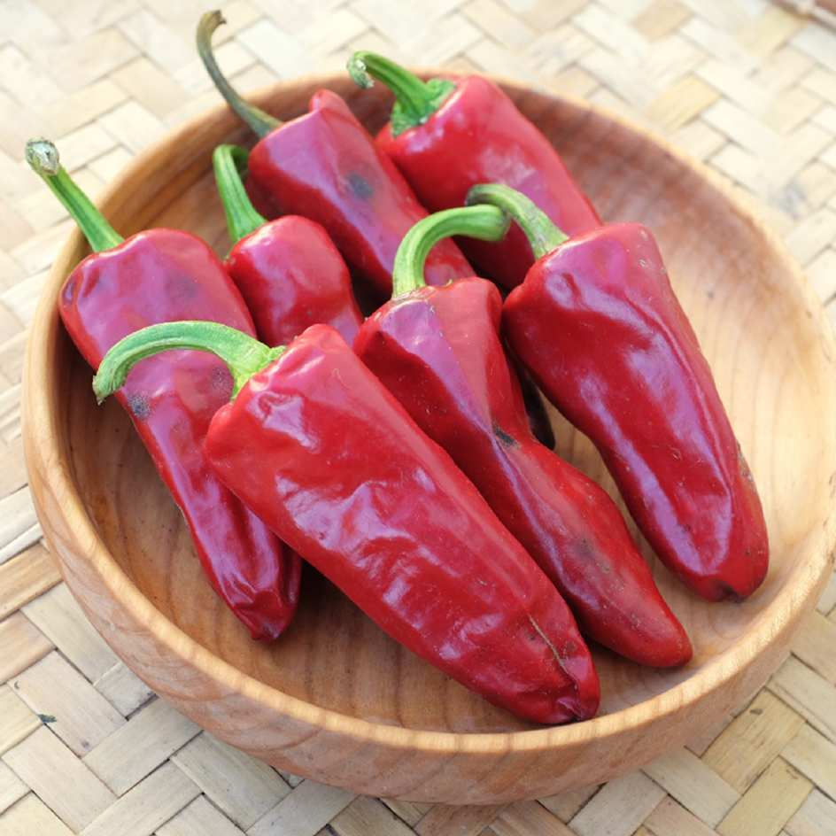 Miniature : Piment Gorria type Espelette