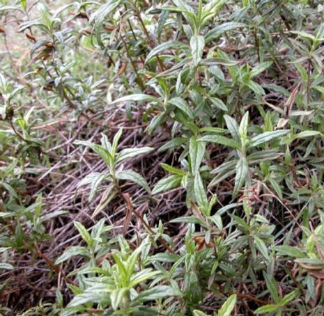 Thumbnail: Orange Bush Monkeyflower - Mimulus aurantiacus ssp aurantiacus