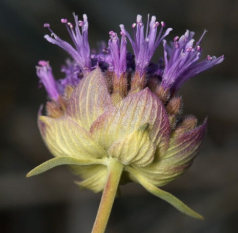 Thumbnail: San Diego Willowy Mint - Monardella linoides