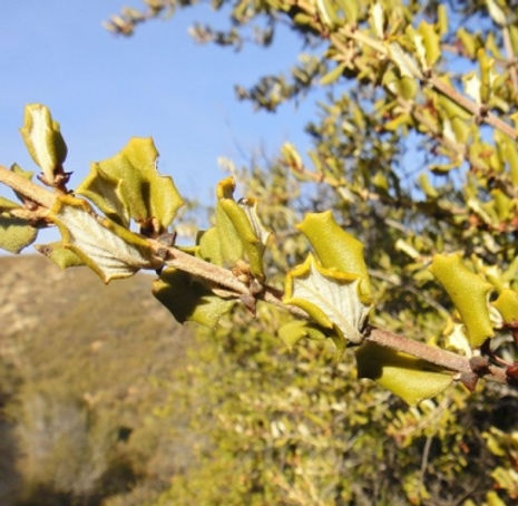 Hoaryleaf Ceanothus - Ceanothus crassifolius
