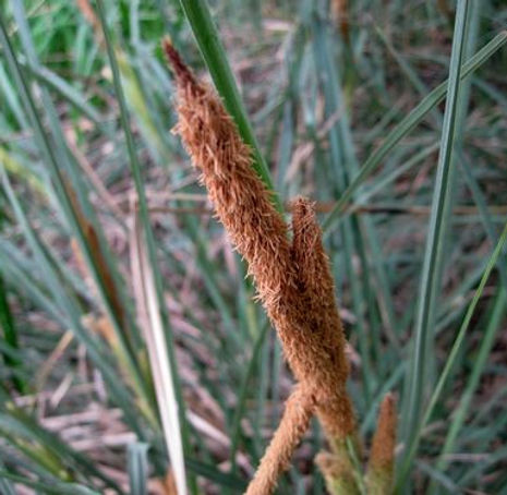 Thumbnail: San Diego Sedge - Carex spissa
