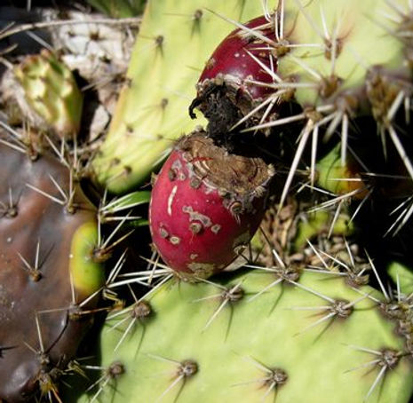 Thumbnail: Coastal Prickly Pear - Opuntia littoralis