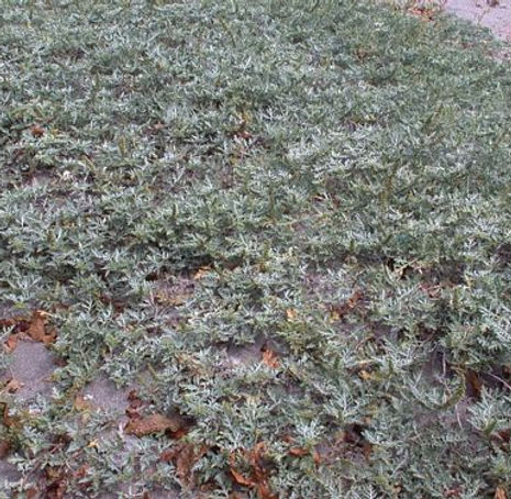 Thumbnail: Sand Bur - Ambrosia chamissonis