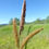 Thumbnail: Santa Barbara Sedge - Carex barbarae