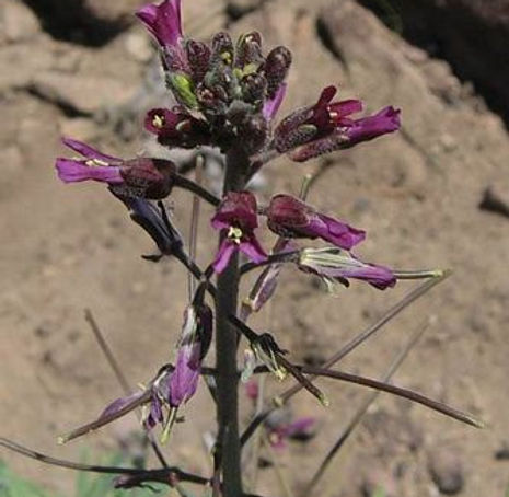 Thumbnail: Sicklepod Rockcress - Boechera sparsiflora