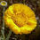 Thumbnail: Desert Marigold - Baileya multiradiata
