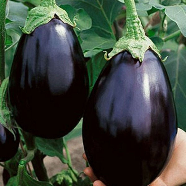 Miniature : Aubergine Impérial Black Beauty