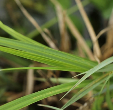 Thumbnail: Iris Leaved Rush - Juncus xiphioides