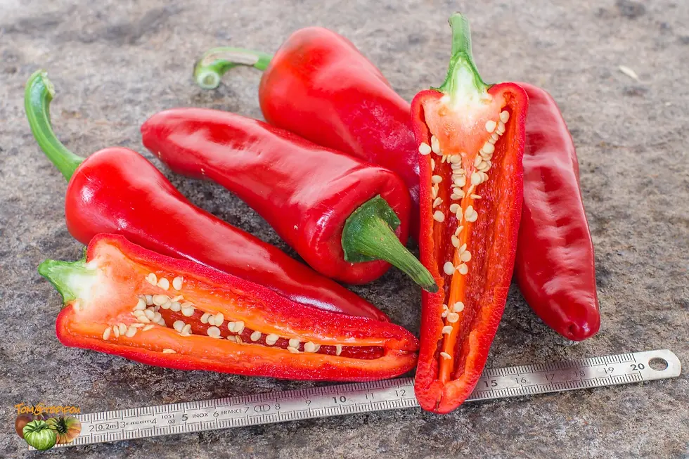 Miniature : Piment Gorria type Espelette
