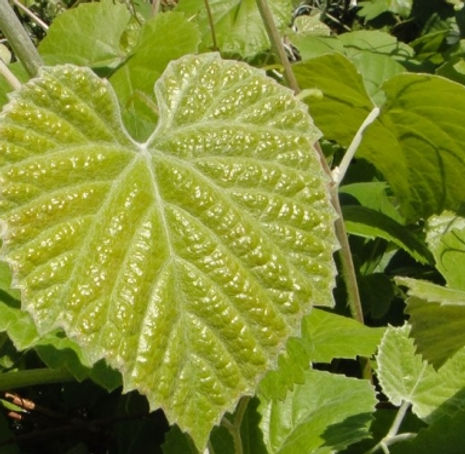 California Wild Grape - Vitis californica