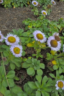 Thumbnail: Beach Daisy - Erigeron glaucus
