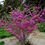 Thumbnail: Western Redbud - Cercis occidentalis